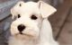 Miniature Schnauzer Puppies for sale in Dallas, TX, USA. price: $950