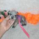 Miniature Schnauzer Puppies for sale in Oklahoma City, OK, USA. price: $1,200