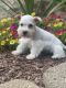 Miniature Schnauzer Puppies for sale in West Branch, IA 52358, USA. price: $800