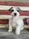 Miniature Schnauzer Puppies for sale in Delta, CO 81416, USA. price: $1,200