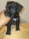 Miniature Schnauzer Puppies for sale in Baltimore, MD 21227, USA. price: NA