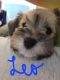 Miniature Schnauzer Puppies for sale in Fond du Lac, WI, USA. price: $1,200