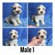 Miniature Schnauzer Puppies for sale in Summersville, WV 26651, USA. price: $600