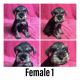Miniature Schnauzer Puppies for sale in Belva, WV 26656, USA. price: $600