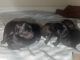 Miniature Schnauzer Puppies for sale in Orlando, FL, USA. price: $1,300