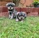 Miniature Schnauzer Puppies for sale in Richmond, VA, USA. price: $500