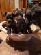 Miniature Schnauzer Puppies for sale in Blanchard, OK, USA. price: NA