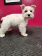 Miniature Schnauzer Puppies for sale in Aiken, SC 29803, USA. price: $1,000