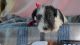 Miniature Schnauzer Puppies for sale in 14502 FR 2140, Cassville, MO 65625, USA. price: $1,200