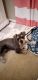 Miniature Schnauzer Puppies for sale in Clearwater Beach, Clearwater, FL, USA. price: NA