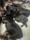 Miniature Schnauzer Puppies for sale in Bakersfield, CA, USA. price: $1,900