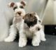 Miniature Schnauzer Puppies for sale in Gay, GA 30218, USA. price: $900