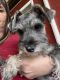 Miniature Schnauzer Puppies for sale in Caldwell, ID, USA. price: NA