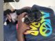 Miniature Schnauzer Puppies for sale in Baltimore, MD 21227, USA. price: $600