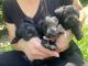 Miniature Schnauzer Puppies for sale in City of Industry, CA 91789, USA. price: NA