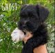 Miniature Schnauzer Puppies for sale in Kissimmee, FL 34746, USA. price: $1,200