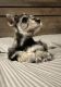 Miniature Schnauzer Puppies for sale in Atoka, OK 74525, USA. price: $1,000