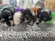Miniature Schnauzer Puppies for sale in Sevierville, TN, USA. price: NA