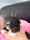 Miniature Schnauzer Puppies for sale in Loris, SC 29569, USA. price: NA