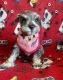 Miniature Schnauzer Puppies for sale in Berrien Springs, MI 49103, USA. price: $650