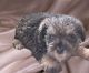Miniature Schnauzer Puppies for sale in Woodburn, IN 46797, USA. price: NA
