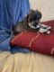Miniature Schnauzer Puppies for sale in Millers Creek, NC 28651, USA. price: NA