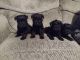 Miniature Schnauzer Puppies for sale in Kokomo, IN, USA. price: NA