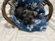 Miniature Schnauzer Puppies for sale in Dallas, TX, USA. price: NA