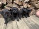 Miniature Schnauzer Puppies for sale in Kokomo, IN, USA. price: NA