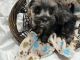 Miniature Schnauzer Puppies for sale in Dallas, TX, USA. price: $850