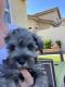 Miniature Schnauzer Puppies for sale in Riverside, CA, USA. price: $300