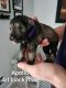 Miniature Schnauzer Puppies for sale in Hialeah, FL, USA. price: $1,000