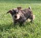 Miniature Schnauzer Puppies for sale in Crossville, TN, USA. price: NA
