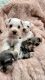 Miniature Schnauzer Puppies for sale in Rose Hill, NC 28458, USA. price: NA