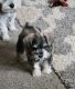 Miniature Schnauzer Puppies for sale in Loris, SC 29569, USA. price: $800