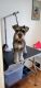 Miniature Schnauzer Puppies for sale in Clearwater Beach, Clearwater, FL, USA. price: $1,200