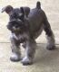 Miniature Schnauzer Puppies for sale in Modesto, CA, USA. price: $2,000