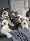 Miniature Schnauzer Puppies for sale in Houston, TX, USA. price: $900