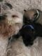 Miniature Schnauzer Puppies for sale in Camden, NC 27921, USA. price: $180,000