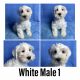 Miniature Schnauzer Puppies for sale in Belva, WV 26656, USA. price: $400