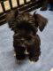 Miniature Schnauzer Puppies for sale in Elgin, IA 52141, USA. price: $500