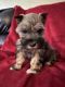 Miniature Schnauzer Puppies for sale in Denison, TX, USA. price: $1,000