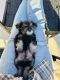 Miniature Schnauzer Puppies for sale in Vancouver, WA 98686, USA. price: $2,500
