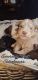 Miniature Schnauzer Puppies for sale in 3724 E 11th St, Panama City, FL 32401, USA. price: $2,400