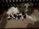 Miniature Schnauzer Puppies for sale in Haines City, FL, USA. price: $1,300