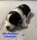 Miniature Schnauzer Puppies for sale in Haines City, FL, USA. price: $1,500