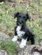 Miniature Schnauzer Puppies for sale in Spartanburg, SC, USA. price: $700