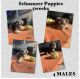 Miniature Schnauzer Puppies for sale in St. Petersburg, FL, USA. price: $1,200