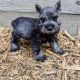 Miniature Schnauzer Puppies for sale in Denton, TX, USA. price: $975