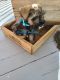 Miniature Schnauzer Puppies for sale in Chariton, IA 50049, USA. price: $80,000